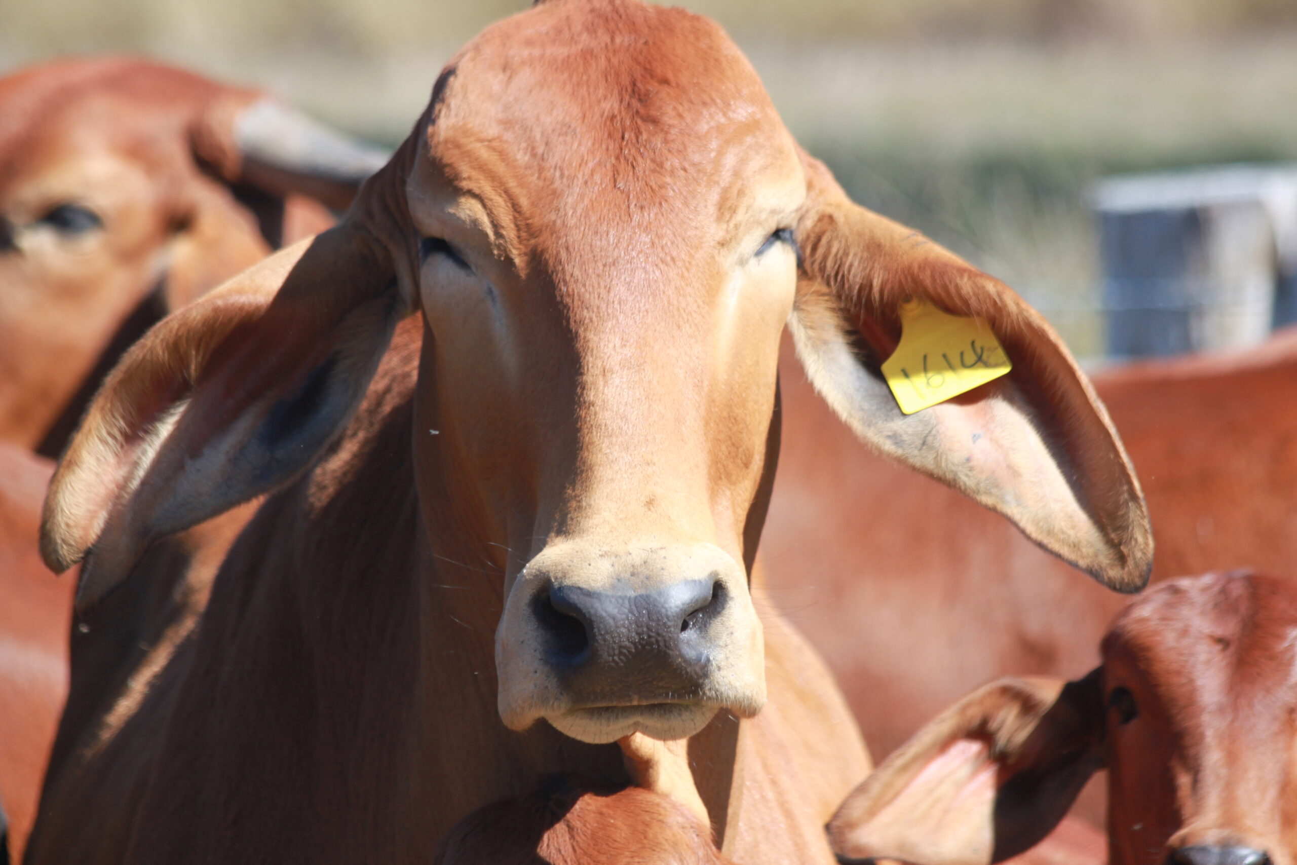 brahman bulls for sale