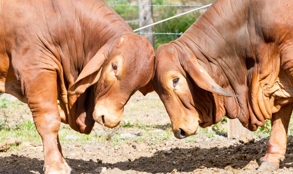 Malabar Brahman Bulls for sale