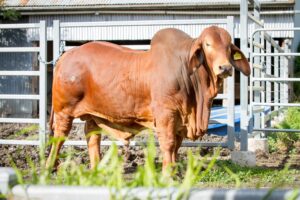 Malabar Brahman Bulls for sale