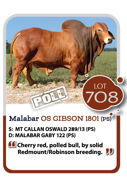 Malabar OC Gibson Brahman Bull for Sale