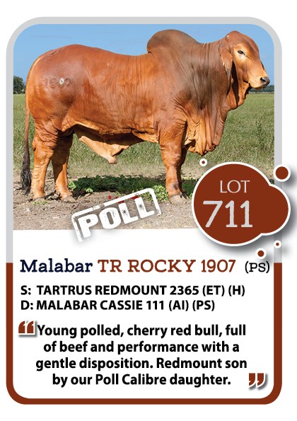 Malabar Red Brahman Bull for Sale